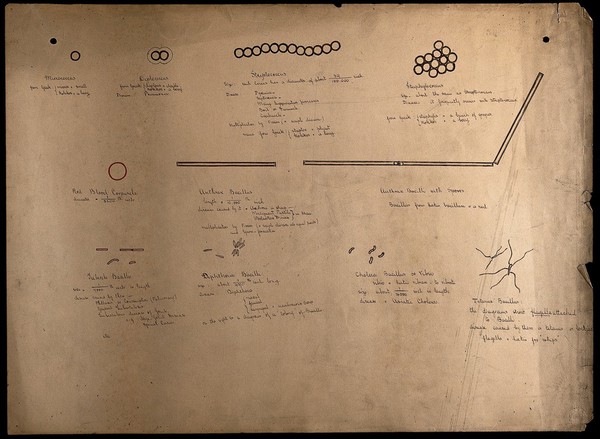 Bacilli. Drawing, ca. 1900 (?).