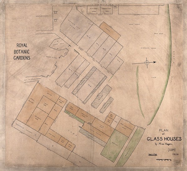 Plan of the glass houses at the Royal Botanic Gardens, Regents Park. Drawing by Miss Hagan, 1920.