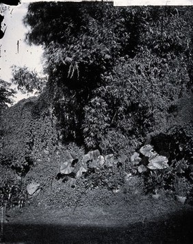 Foliage, Hong Kong. Photograph, 1981, from a negative by John Thomson, 1868/1871.