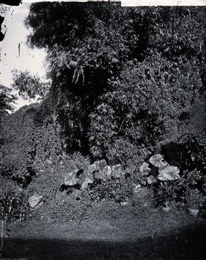 view Foliage, Hong Kong. Photograph, 1981, from a negative by John Thomson, 1868/1871.