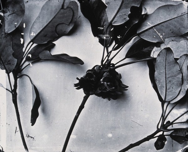 Still life of leaves and flowers, Hong Kong. Photograph, 1981, from a negative by John Thomson, 1868/1871.