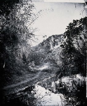 Foliage at Nem Kong, Formosa (Taiwan). Photograph, 1981, from a negative by John Thomson, 1871.