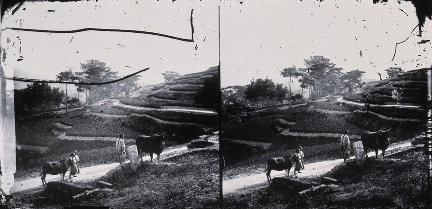 Foochow, Fukien province, China. Photograph, 1981, from a negative by John Thomson, 1870/1871.