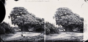 view Formosa [Taiwan]. Photograph, 1981, after a negative by John Thomson, 1871.