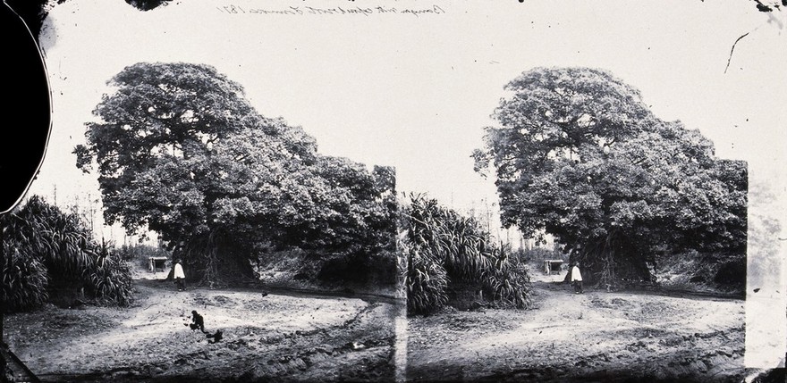 Formosa [Taiwan]. Photograph, 1981, after a negative by John Thomson, 1871.