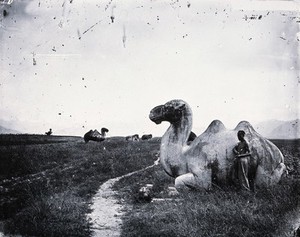 view Camel sculptures on the road to the Ming tombs outside Peking. Photograph, 1981, from a negative by John Thomson, 1871.