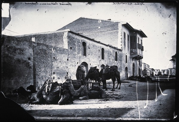 Cyprus, a camel caravan. Photograph, 1981, from a negative by John Thomson, 1878.