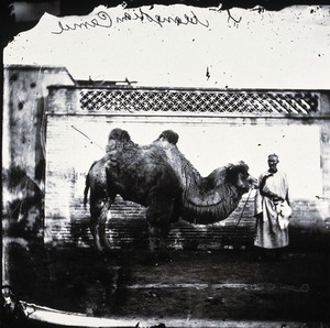 view Peking, Pechili province, China. Photograph, 1981, from a negative by John Thomson, 1871.