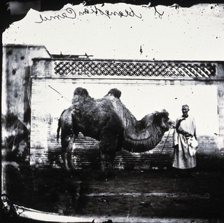 Peking, Pechili province, China. Photograph, 1981, from a negative by John Thomson, 1871.