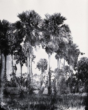 Siam [Thailand]. Photograph, 1981, from a negative by John Thomson, 1866.