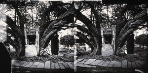 view China. Photograph, 1981, from a negative by John Thomson, 1869.