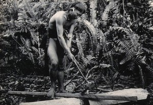 view Sarawak: a Kenyah worker cutting a blowpipe from a block of wood. Photograph.