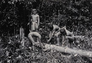 view Sarawak: four Kayan people collecting gutta percha from a tree trunk. Photograph.