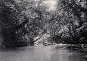 view Sarawak: the Dapoi River. Photograph.