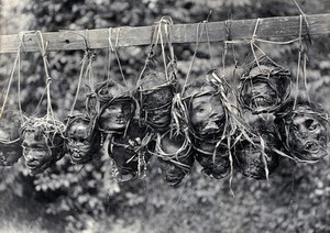 view Sarawak: preserved and decorated human heads taken and strung up by Sea Dayaks. Photograph.