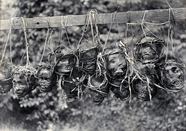 Sarawak: preserved and decorated human heads taken and strung up by Sea Dayaks. Photograph.