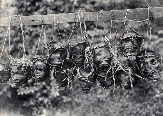 Sarawak: preserved and decorated human heads taken and strung up by Sea Dayaks. Photograph.