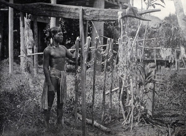 Sarawak: a man placing offerings to the omen-birds on poles in the ground. Photograph.