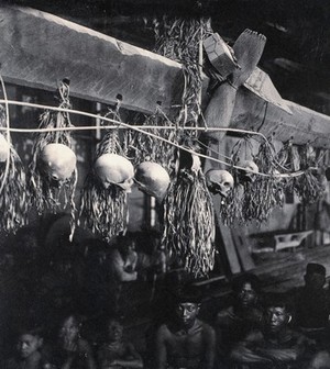 view Sarawak: decorated human skulls hanging in a Kayan house. Photograph.