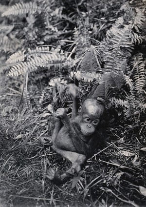 view Sarawak: a baby orang-utan (Simia satyrus). Photograph.