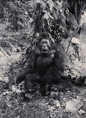 Sarawak: an adult orang-utan (Simia satyrus). Photograph.