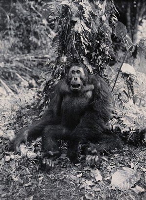 view Sarawak: an adult orang-utan (Simia satyrus). Photograph.