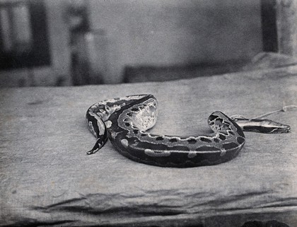 Sarawak: a Malaysian short python (Python curtus). Photograph.