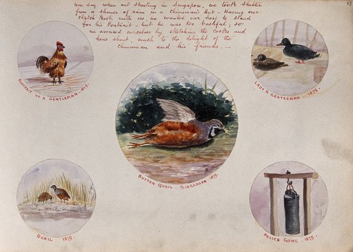 Malaysia: five separate illustrations of Asian game birds and a weighing device. Watercolours by J. Taylor, 1879.