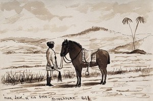 view Singapore: a hunting pony being held by a native Malay groom. Wash drawing by J. Taylor, 1881.