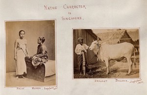 view Singapore: two Malay women and a tethered draught-bullock. Photographs by J. Taylor, 1881.