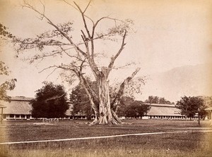 view Malaya: the infantry barracks on Penang Island. Photograph by J. Taylor, 1880.