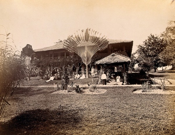 Singapore: a large bungalow with people having drinks in the garden around a large traveller's palm (Ravenala madagascariensis) Photograph by J. Taylor, 1881.