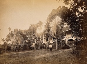 view Singapore: two large traveller's palms (Ravenala madagascariensis) in the garden of a club house. Photograph by J. Taylor, 1881.