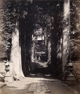 Hakone, Japan: a tree-lined avenue ending in a flight of stairs to the shrine Hakone-jinja. Photograph by Felice Beato, ca. 1868.