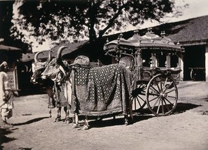 view India: a decorative carriage pulled by oxen decorated with ornate textiles and bells. Photograph, ca. 1900.