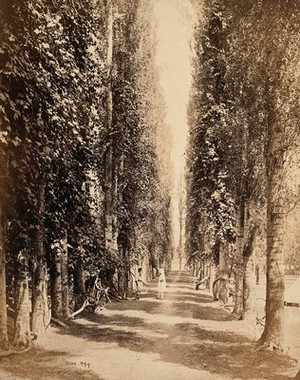 view Kashmir: an avenue of trees which support vines. Photograph by Samuel Bourne.