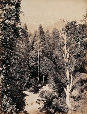 Singpore (?), Kashmir: trees in front of distant mountains. Photograph by Samuel Bourne.