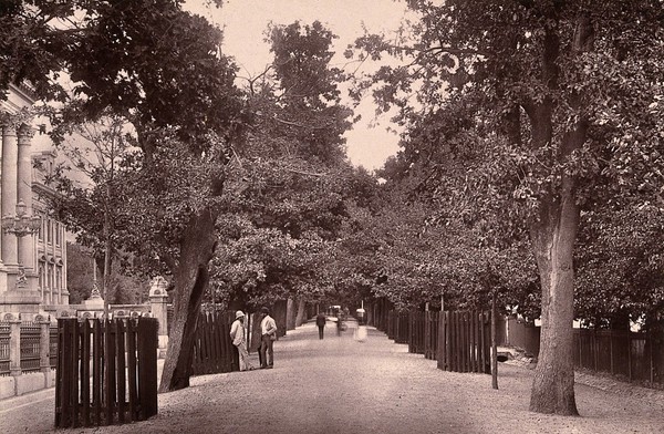 Cape Town, South Africa: Government Avenue. Woodburytype, 1888, after a photograph by Robert Harris.