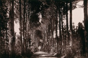 view Bishop's Court, South Africa: an avenue. Woodburytype, 1888, after a photograph by Robert Harris.