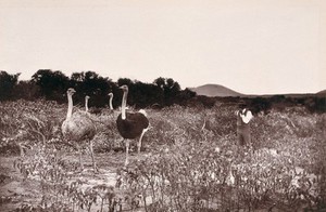 view Baviaan's River, South Africa: an ostrich camp in the Bedford District. Woodburytype, 1888, after a photograph by Robert Harris.