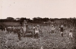 view Natal, South Africa: workers cutting sugar cane on a plantation. Woodburytype, 1888, after a photograph by Robert Harris.