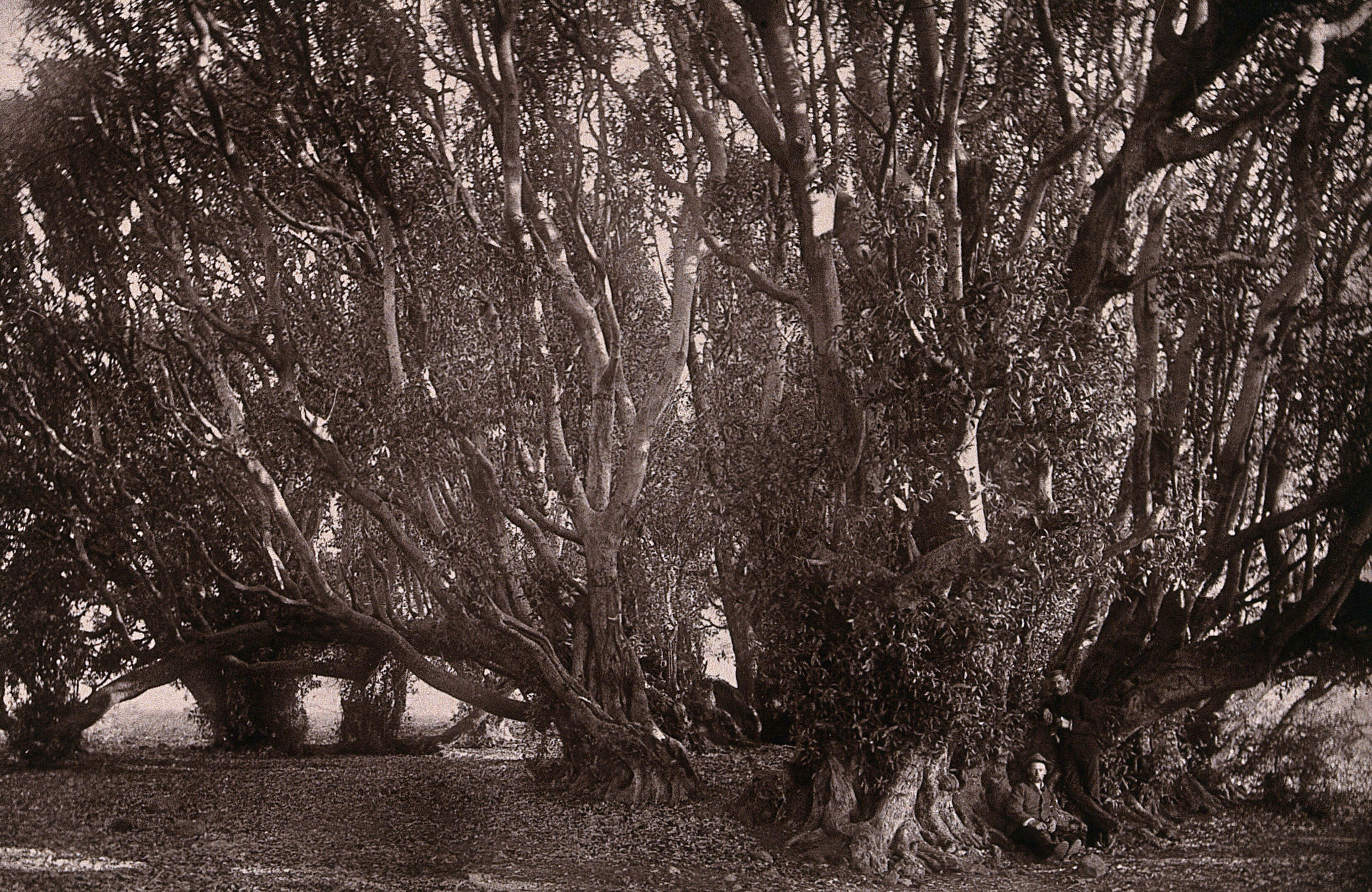 South Africa The Wonderboom And Ancient Trees Near Pretoria