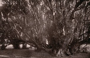 view South Africa: the wonderboom and ancient trees near Pretoria. Woodburytype, 1888, after a photograph by Robert Harris.