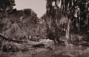 view Lover's Walk, South Africa: a narrow lane obstructed by an uprooted tree and swollen stream. Woodburytype, 1888, after a photograph by Robert Harris.