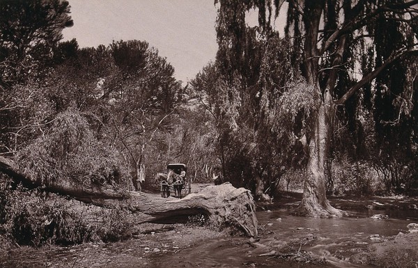 Lover's Walk, South Africa: a narrow lane obstructed by an uprooted tree and swollen stream. Woodburytype, 1888, after a photograph by Robert Harris.