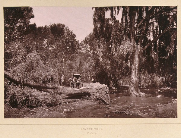 Lover's Walk, South Africa: a narrow lane obstructed by an uprooted tree and swollen stream. Woodburytype, 1888, after a photograph by Robert Harris.