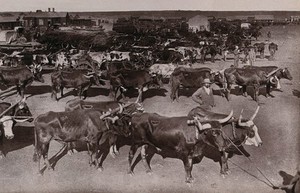 view Johannesburg, South Africa: bullocks yoked to loaded wagons at the morning market. Woodburytype, 1888, after a photograph by Robert Harris.