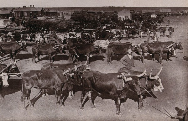 Johannesburg, South Africa: bullocks yoked to loaded wagons at the morning market. Woodburytype, 1888, after a photograph by Robert Harris.