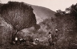 view Elephant's Creek, South Africa: a rough road linking Barberton to Fair View and Eureka City. Woodburytype, 1888, after a photograph by Robert Harris.