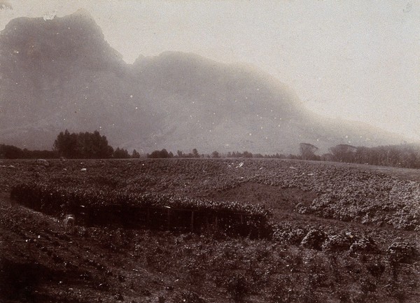 South Africa: Table Mountain from Mrs Rhodes' garden at Groote Schuur. 1896.